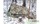Палатка Splav Settler R woodland